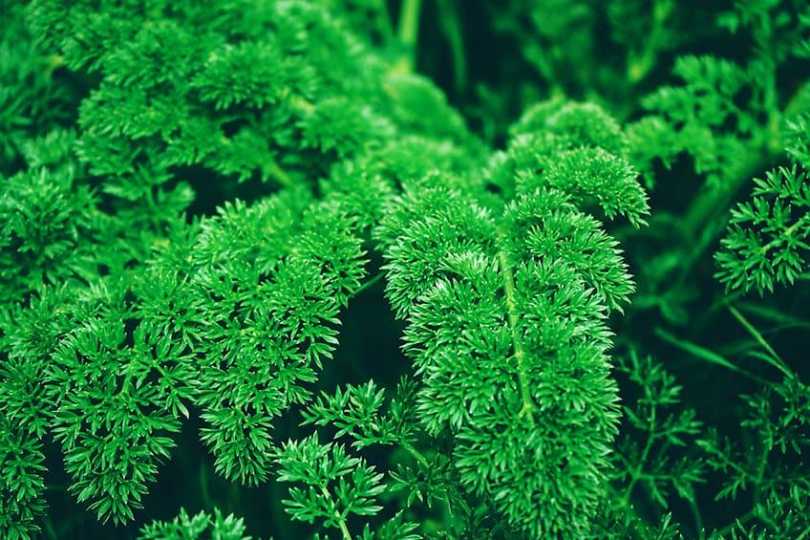 Forest Green Color – Explore Unique Shades of Forest Green