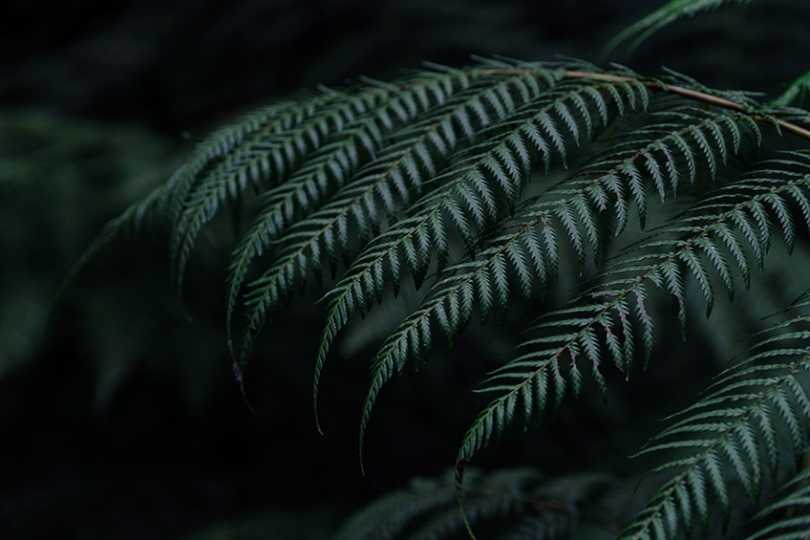 Ebony Color – What Does the Color Ebony Look Like?